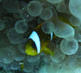 Clownfisch
