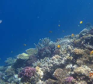 Korallen Riff mit Fisch