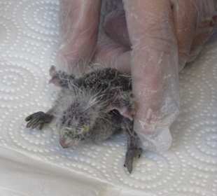 Baby Station 7Tage alt