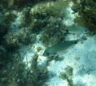 Unterwasserwelt der blauen Lagune