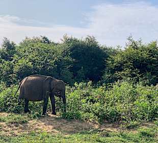 Elefant, Udawalawe NP
