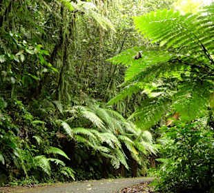 Der Weg zum See durch den Urwald