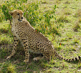Gepard