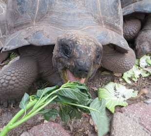 Die Schildkröten auf Prison Island