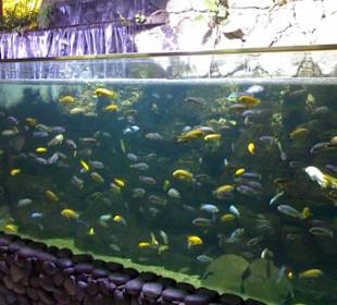 Aquarium im Palmitos Park
