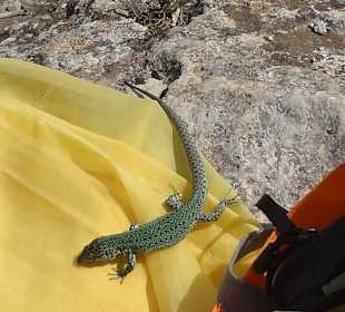 Lagartija = Formentera Eidechse