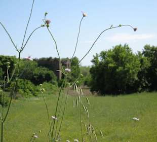 Reste Aquädukt von Aspendos