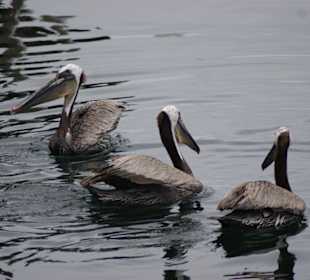Pelikane im Hafenbecken