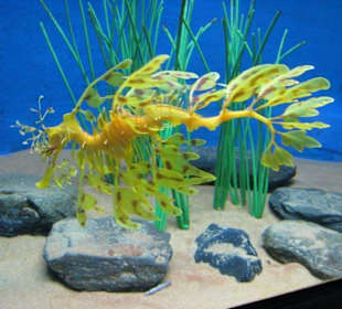 Wunderschönes Seepferdchen im Underwater World