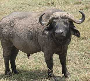 Kommt mir nicht zu nah!