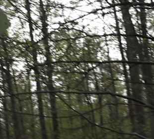 Wanderweg Firstwaldrunde