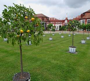 Zitronenbäume vor der Orangerie
