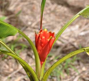 Jardín de Aclimatación de La Orotava