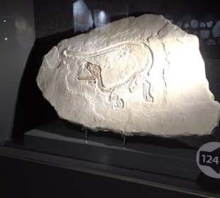 Dinosaurier Museum Altmühltal