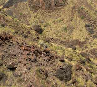 Roślinność Gór Gran Canaria
