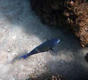 Unterwasserfoto am Hausriff