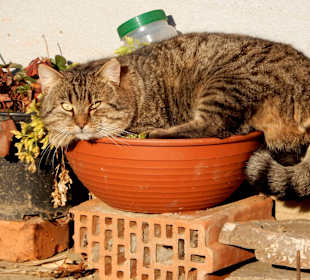 Müder Tiger