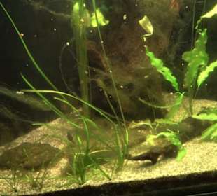 Aquarium