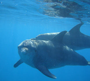 So dicht kommen die Delfine