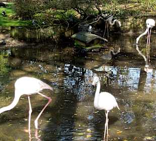 Flamingos
