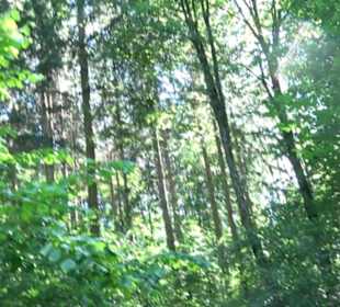 Waldinformationssystem „Lebendiger Wald“