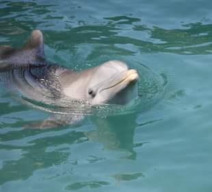 Dolphinscove