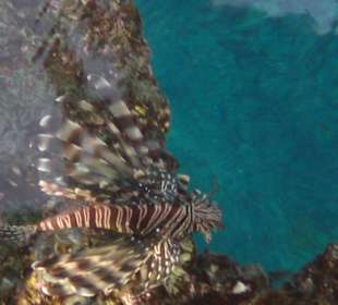 Feuerfisch beim Schnorcheln entdeckt