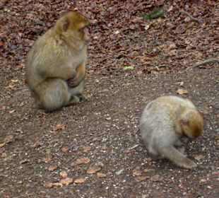 In der Affenschlucht