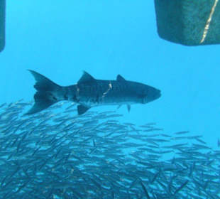 Hausbaracuda