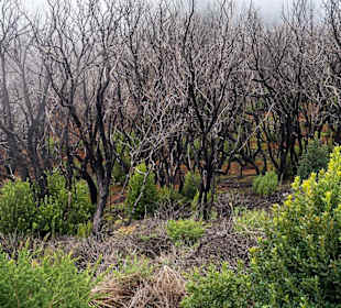 Verbrannter Lorbeerwald im Nationalpark Garajonay