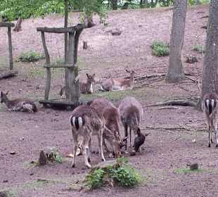 Die Rehe im NUP 