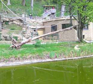 Eurasienbereich - Weißhandgibbon