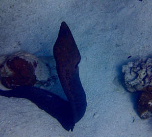 Muräne am Hausriff links