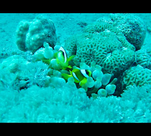 Schnorcheln Makadi Bay