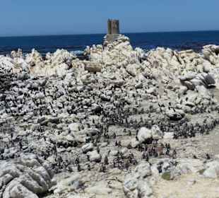 Stoney Point African Penguin Breeding Colony