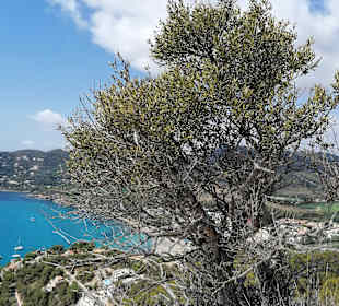 Strand Canyamel