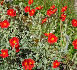 Spaziergang durch den Botanischen Garten Bremen