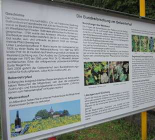 Kulinarische Weinbergswanderung