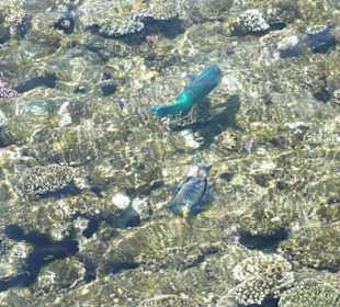 Das Hausriff des Grand Hotel Sharm el Sheikh