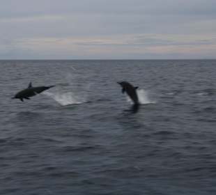 Sunset Dolphin Tour