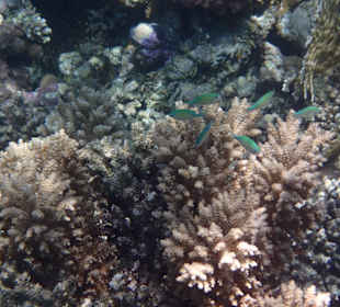 Schnorcheln / Delfintour