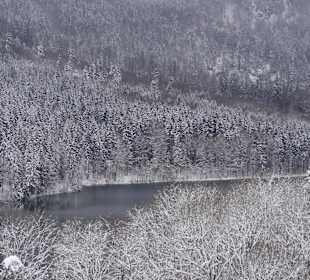 Blick auf den Alpsee