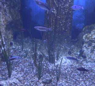 National Aquarium Malta