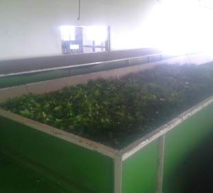 Tea Factory