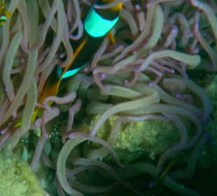 Anemonenfische