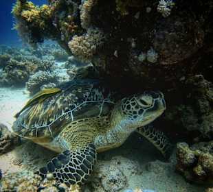 Schnorcheln Marsa Alam