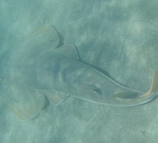 Gitarrenhai - Bucht von Abu Dabbab