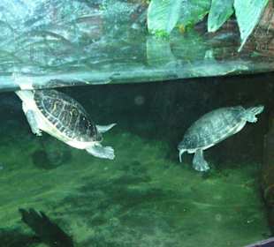 Wasserschildkröten