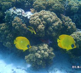 Beim Schnorcheln - im Doppelpack.