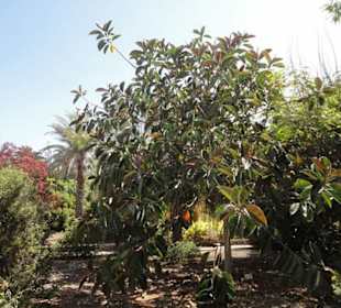 Ein schöner Garten